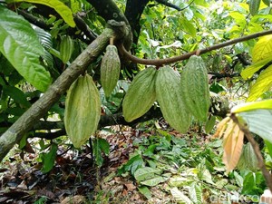 Petani Minta Perpanjangan HGU Kebun Kakao di Sukabumi Ditolak