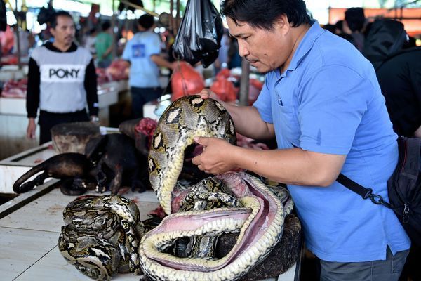 Kelelawar di Pasar Tomohon
