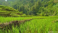 Desa Cawet sendiri merupakan satu desa dari 15 desa yang berada di Kecamatan Watukumpul, Kabupaten Pemalang. Dari ibukota Pemalang berjarak sekitar 50 km dan berada di ketinggian antara 250 hingga 660 di atas permukaan air laut (Dpl) (Robby Bernardi/detikcom)
