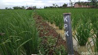 Selain memasang plang, KPK juga memasang patok besi di batas lahan milik Rohadi, termasuk hamparan sawah yang berada di sekitar rumah sakit. 