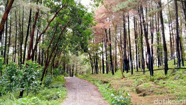 Pemandangan hutan pinus di Desa Cawet yang asri
