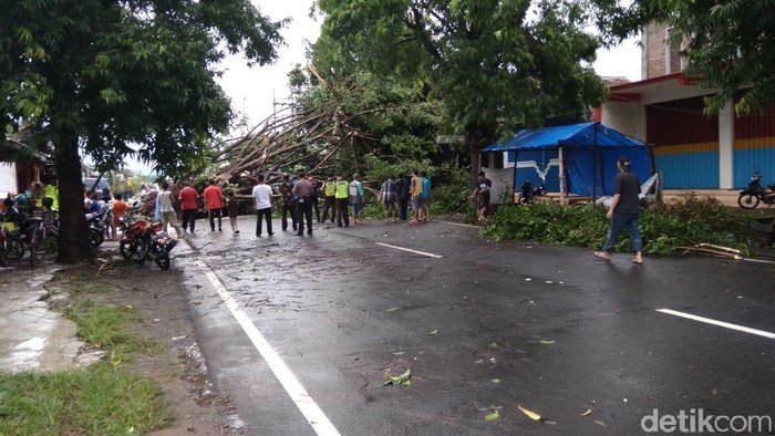 pohon tumbang di blitar