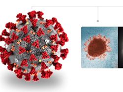 Wujud dari Dekat Virus Corona yang Renggut Ratusan Nyawa
