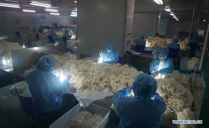 Pekerja Pabrik di China Produksi Sarung Tangan Merebaknya virus corona membuat permintaan sarung tangan meningkat. Banyak orang gunakan sarung tangan untuk antisipasi penyebaran virus asal Wuhan, China ini.