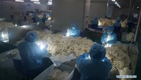 Pekerja sebuah pabrik lateks di Nanjing, Provinsi Jiangsu, China, (6/2/2020), terpaksa lembur untuk meningkatkan pasokan sarung tangan akibat virus corona. Istimewa/Dok. Xinhuanet.com.