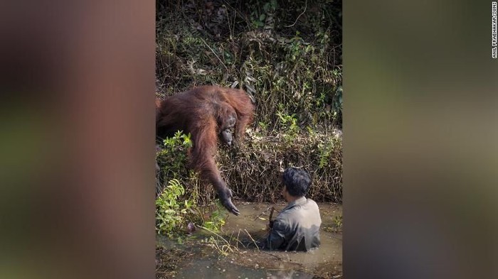 Orang Utan Selamatkan Orang