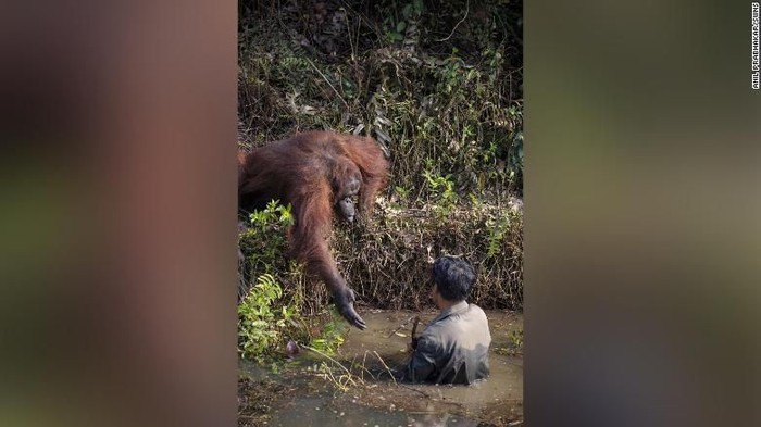 Orang Utan Selamatkan Orang