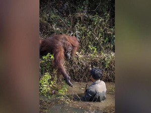 Februari: Orang Utan Selamatkan Manusia - Wuhan dan Daegu Jadi Kota Hantu