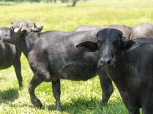 Susu Kerbau Tak Kalah dari Susu Sapi, Sehatkan Tulang hingga Jantung