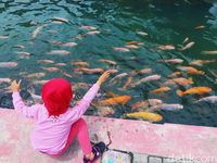  Anak-anak memberi makan ikan di saluran irigasi Bendung Lepen.