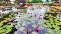 Cantiknya bunga teratai menutupi danau, perpaduan warnanya sangat indah. Belum lagi ada 6000 ikan koi yang sengaja dilepas di sini. (Mohammad Qadri/detikcom)