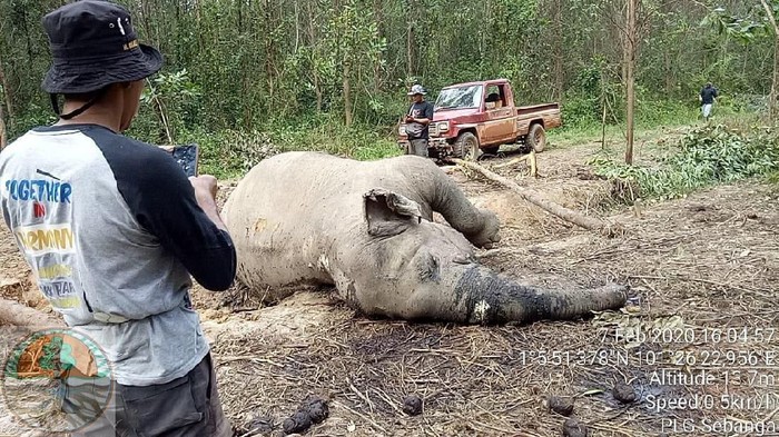 Gajah Sumatera betina berusia 40 tahun mati di Riau