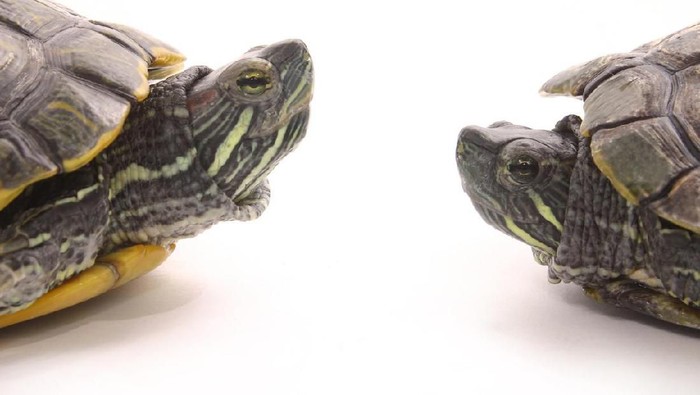 penyu Two red-eared slider turtles face to face.