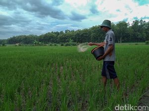 Dinas Pertanian Ponorogo Sebut Pupuk Subsidi Petani Dikurangi 45,20%