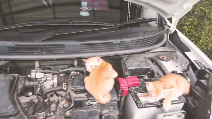 Kucing di Kap Mobil