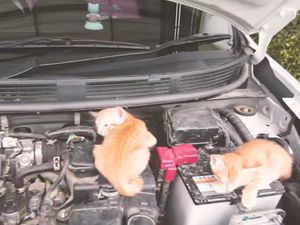 Kenapa Kucing Suka Tidur di Kap Mobil?
