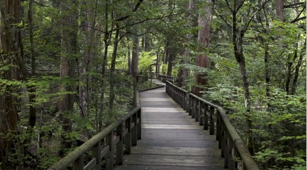 Perlahan penat pun hilang. Berjalan perlahan di tengah hutan menstimulasi indera untuk berdamai dengan diri sendiri. Kicauan burung, gemersik air dan dahan yang bergesekan menjadi tradisi yang membumi. (BBC) Perlahan penat pun hilang. Berjalan perlahan di tengah hutan menstimulasi indera untuk berdamai dengan diri sendiri. Kicauan burung, gemersik air dan dahan yang bergesekan menjadi tradisi yang membumi. (BBC)
