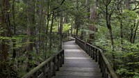 Perlahan penat pun hilang. Berjalan perlahan di tengah hutan menstimulasi indera untuk berdamai dengan diri sendiri. Kicauan burung, gemersik air dan dahan yang bergesekan menjadi tradisi yang membumi. (BBC)