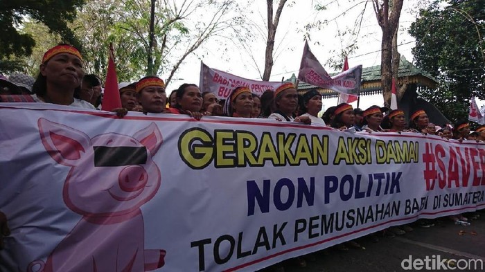 Demo save babi di DPRD Sumut Haris Fadhil/detikcom)