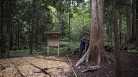 Pohon dipercaya dapat membantu manusia untuk sehat dan bahagia. Banyaknya waktu yang terbuang di dalam ruangan membuat tubuh akan mengalami gangguan defisit alam. Sehingga menghasilkan perasaan negatif tentang kehidupan. (BBC)
