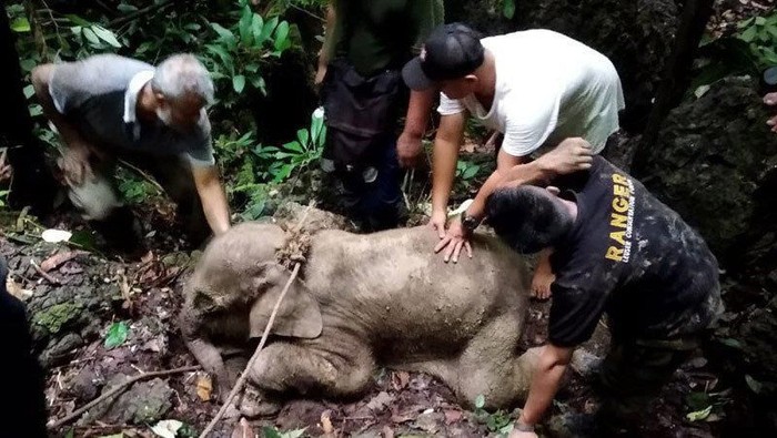 Tim konservasi sumber daya alam mengevakuasi anak gajah yang terkena jerat di hutan kawasan pedalaman Aceh Timur, Selasa (18/6/2019)