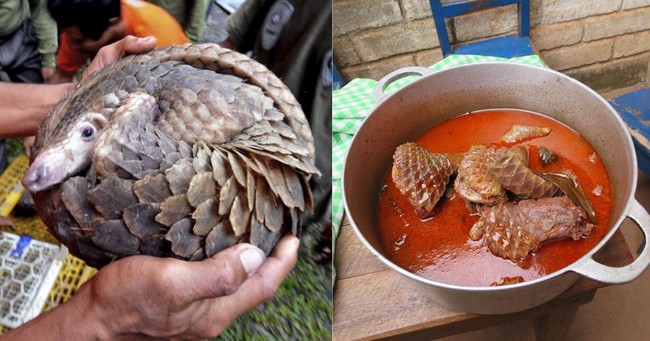 Diduga Jadi Penyebar Virus Corona, Trenggiling Populer Dibuat Sup Diduga Jadi Penyebar Virus Corona, Trenggiling Populer Dibuat Sup