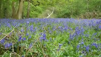 Whippendel Woods dekat Watford, Inggris adalah tempat di mana Qui-Gon dan Obi-Wan Kenobi pertama kali bertemu dengan tokoh kontroversial Star Wars yang bernama Jar-Jar Binks. Adegan di lokasi ini ada di dalam film pertama StarWars The Phantom Menace. (Casiobury Park)