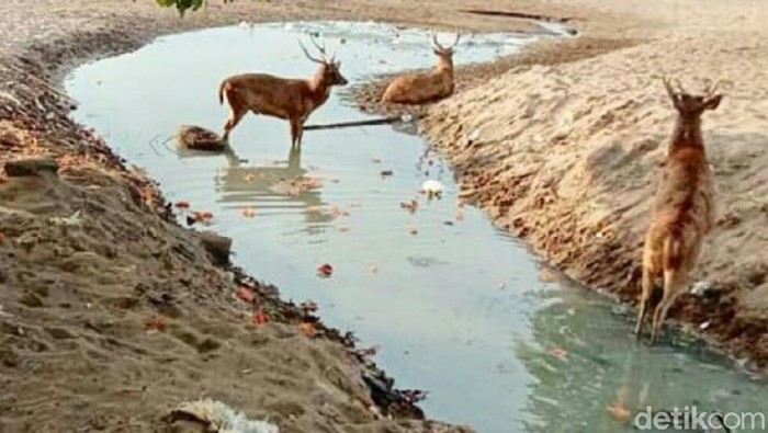 Rusa di Cagar Alam Pangandaran
