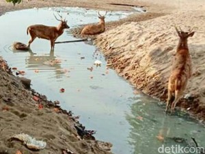Kesal Monyet-Rusa Berkeliaran, Warga Pangandaran Minta Cagar Alam Dipagari