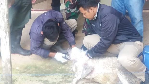 28 Kambing di Wonogiri Mati Misterius, Polisi Duga Ini Sebabnya