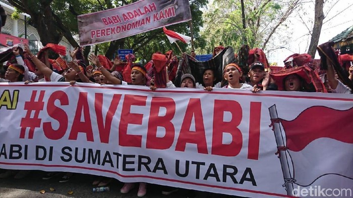 Demo save babi di DPRD Sumut Haris Fadhil/detikcom)