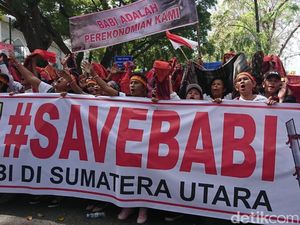 Ketua DPRD Taput Tuding Gubernur Edy Bikin Resah soal Pemusnahan Babi