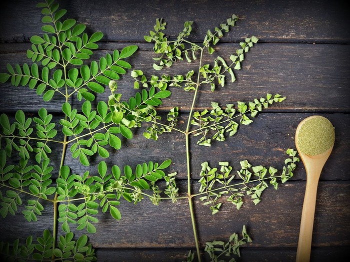 Daun kelor