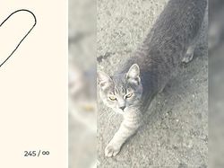 Kumpulan Ilustrasi Kucing Sederhana yang Bikin Ngakak