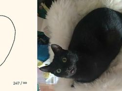 Kumpulan Ilustrasi Kucing Sederhana yang Bikin Ngakak