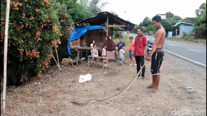 Ular sanca sepanjang 3 meter ditangkap di Mamuju Tengah, Sulbar, karena meresahkan warga (Abdy Febriady/detikcom)