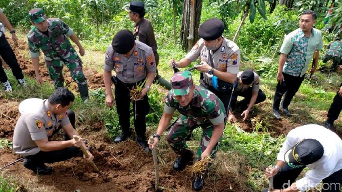 Penanaman 10 ribu vetiver di Bukit Gambangan, Pemalang