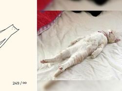 Kumpulan Ilustrasi Kucing Sederhana yang Bikin Ngakak