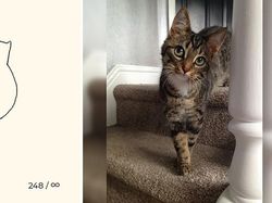 Kumpulan Ilustrasi Kucing Sederhana yang Bikin Ngakak