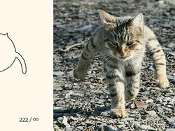 Kumpulan Ilustrasi Kucing Sederhana yang Bikin Ngakak