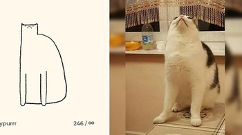 Kucing adalah hewan yang lucu dan menggemaskan. Foto: Instagram/dailypurrr