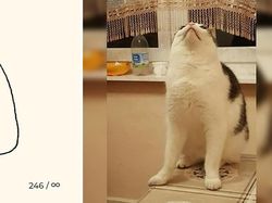 Kumpulan Ilustrasi Kucing Sederhana yang Bikin Ngakak