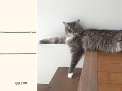 Kumpulan Ilustrasi Kucing Sederhana yang Bikin Ngakak