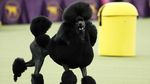 Menggemaskan! Begini Aksi Lucu Anjing saat Ikut Kontes