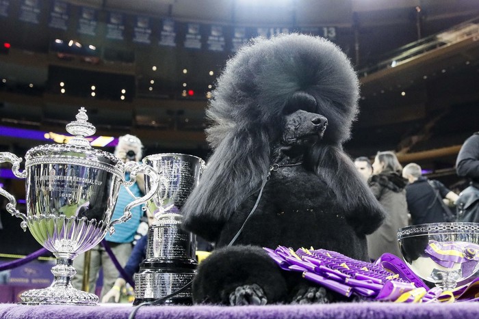 Westminster Dog Show A komondor competes during 144th Westminster Kennel Club dog show, Tuesday, Feb. 11, 2020, in New York. (AP Photo/John Minchillo)