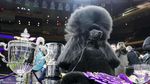 Menggemaskan! Begini Aksi Lucu Anjing saat Ikut Kontes