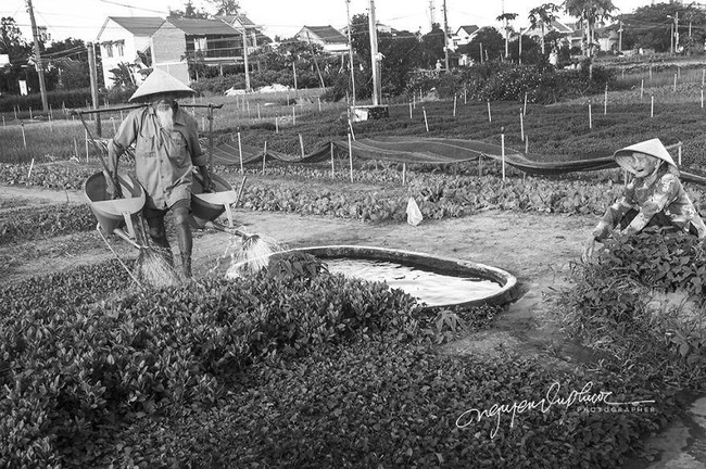 Saya bertemu mereka hampir 10 tahun yang lalu, pada waktu itu, kesehatan suaminya masih baik. Setiap sore, dia membawa ember air untuk menyirami sayuran sementara dia duduk di sebelahnya dan mengambilnya. Mereka saling tertawa dan berbagi banyak percakapan, ungkap sang fotografer, Nguyen Vu Phuoc seperti dilansir dari Boredpanda. Foto: dok. Fotografer Nguyen Vu Phuoc