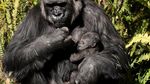 Bayi Gorila Pertama Lahir di Kebun Binatang Los Angeles