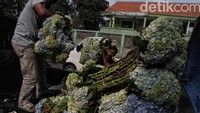 Bunga berbagai jenis dan warna itu didatangkan dari sejumlah tempat untuk dirangkai dan kemudian dijual kepada para pembeli menjelang hari Valentine.