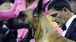 Menggemaskan! Begini Aksi Lucu Anjing saat Ikut Kontes